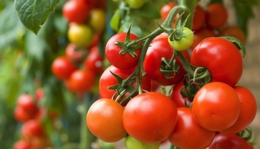 Nawieź pomidory i inne rośliny